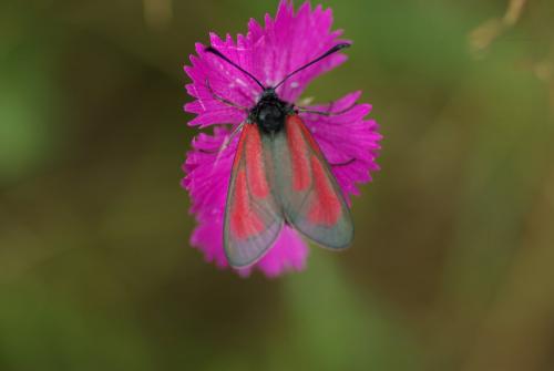 Zygaena sp.