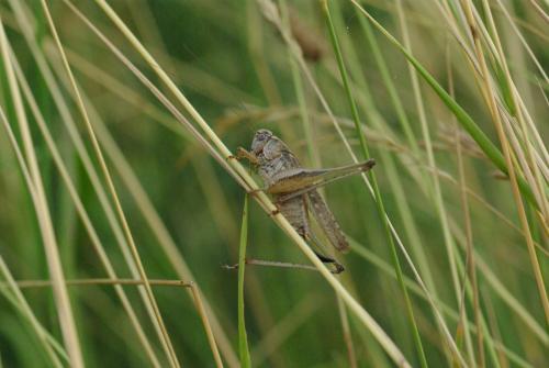 Réf. 168 235 : Platycleis sp.