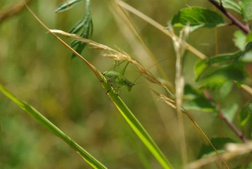 Phaneroptera sp.