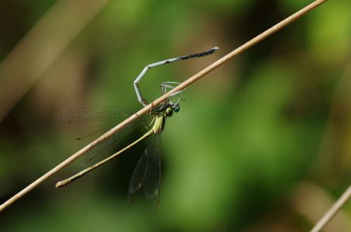 Ischnura elegans