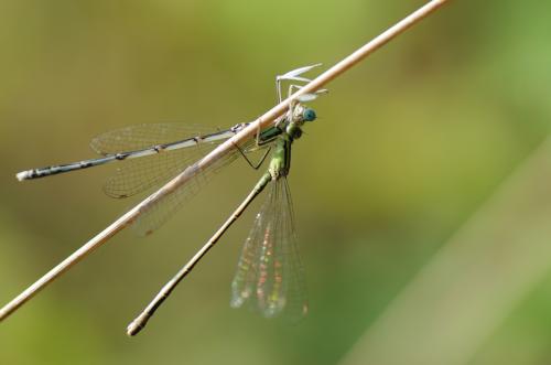 Ischnura elegans