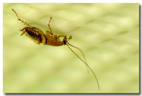 Planuncus vinzi