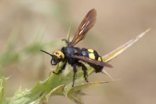 Réf. 168 333 : Megascolia maculata