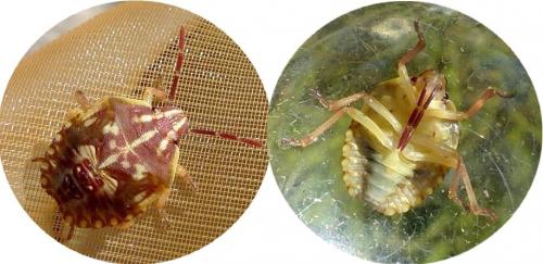 Carpocoris sp.