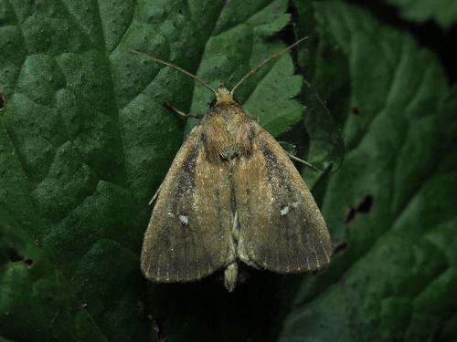 Lenisa geminipuncta