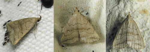 Herminia tenuialis