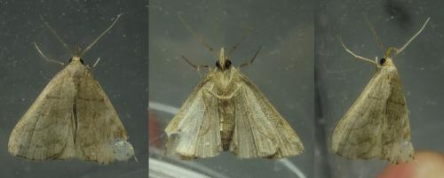 Herminia tenuialis