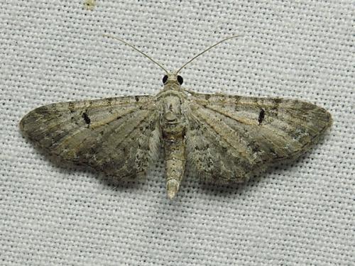 Eupithecia pimpinellata