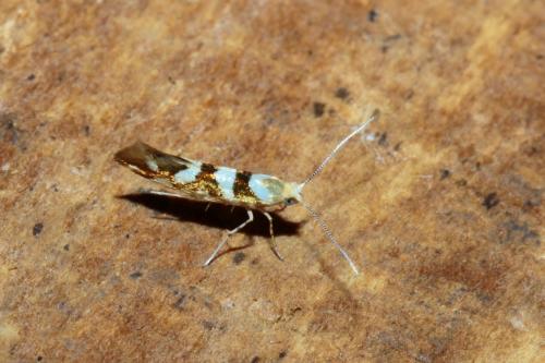 Argyresthia goedartella