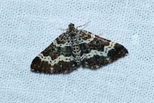 Réf. 168 213 : Epirrhoe tristata