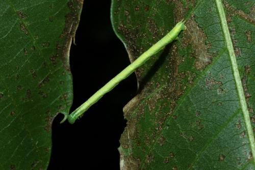 Chloroclysta siterata