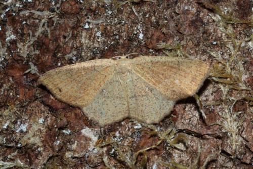 Réf. 168 216 : Cyclophora ruficiliaria
