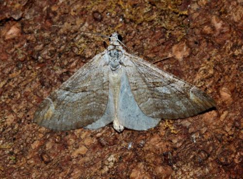 Réf. 168 528 : Aplocera efformata
