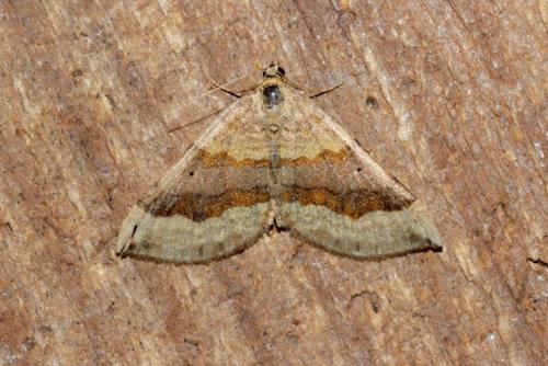Réf. 168 820 : Scotopteryx chenopodiata