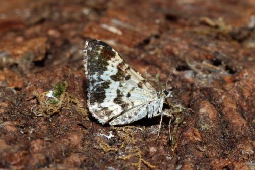 Epirrhoe tristata