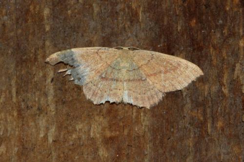 Réf. 168 367 : Cyclophora linearia