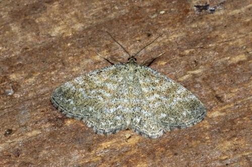 Réf. 168 282 : Scopula immorata
