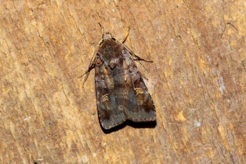 Diarsia brunnea