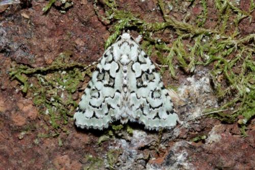 Réf. 168 650 : Nyctobrya muralis