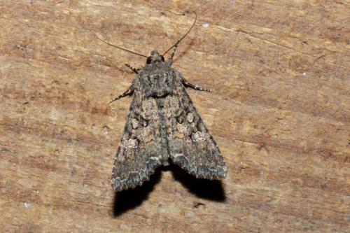 Mamestra brassicae