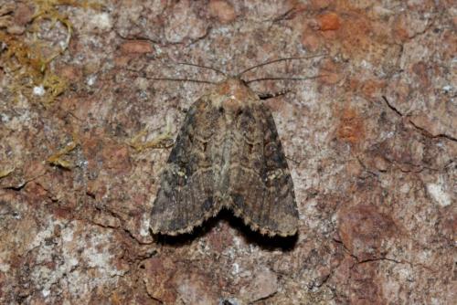 Mesapamea sp.