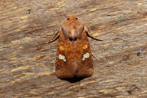 Réf. 168 209 : Amphipoea oculea