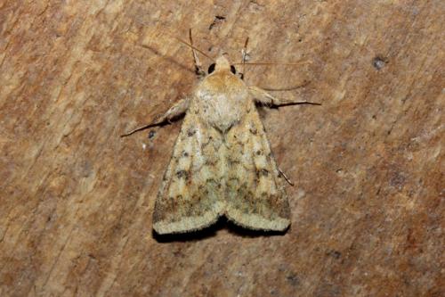 Helicoverpa armigera