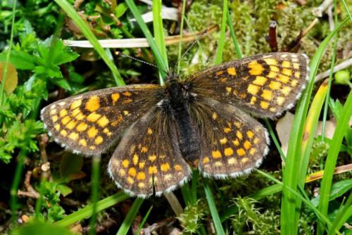 Réf. 168 018 : Melitaea parthenoides
