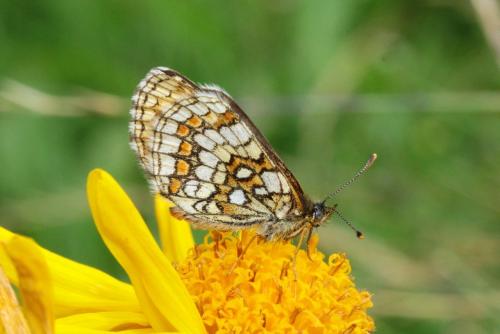 Melitaea parthenoides
