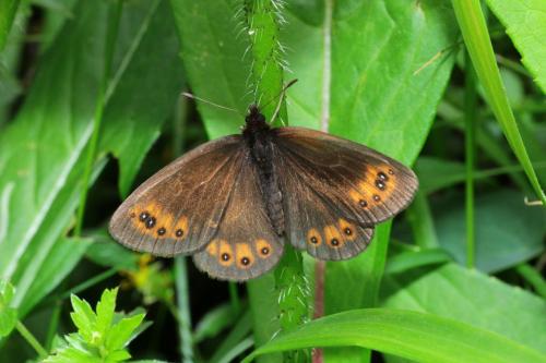 Erebia meolans