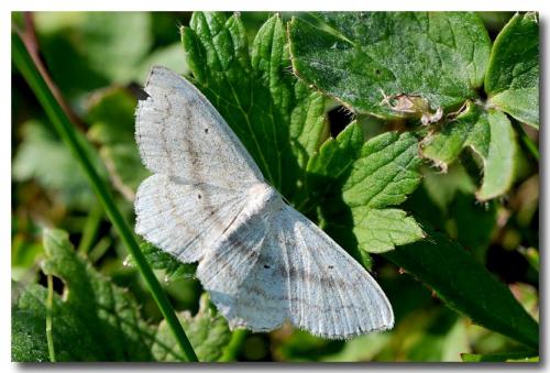 Réf. 168 778 : Scopula nigropunctata