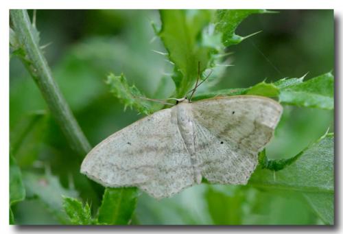Scopula nigropunctata