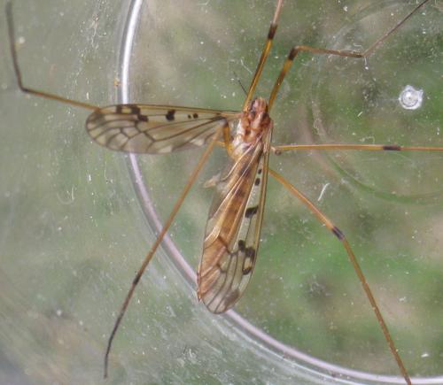 Metalimnobia quadrinotata