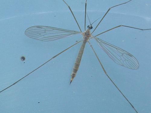 Austrolimnophila sp.