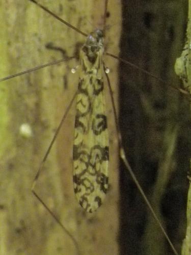 Discobola annulata