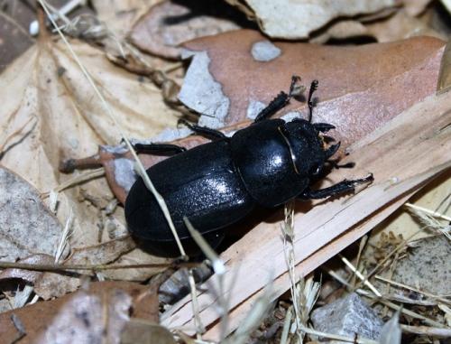 Réf. 168 283 : Dorcus parallelipipedus