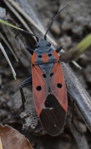 Réf. 168 017 : Lygaeus creticus