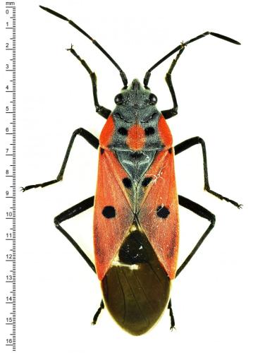 Réf. 168 057 : Lygaeus creticus