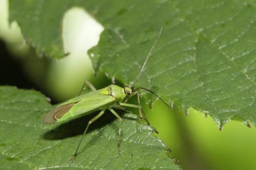 Réf. 168 250 : Calocoris alpestris