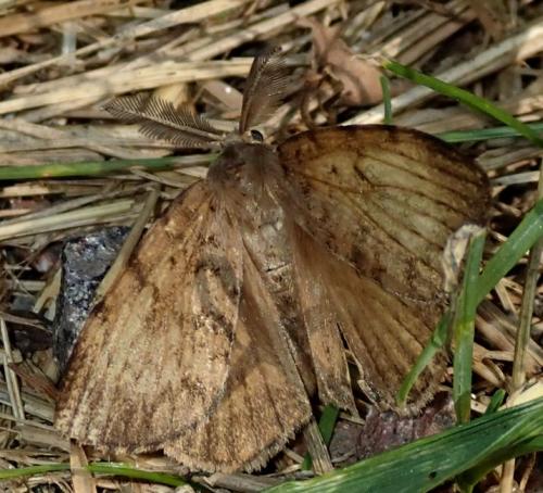 Lymantria dispar