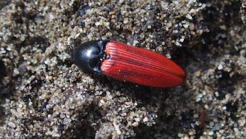 Réf. 168 394 : Ampedus rufipennis