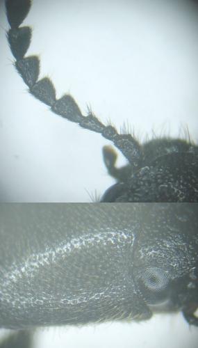 Réf. 168 395 : Ampedus rufipennis