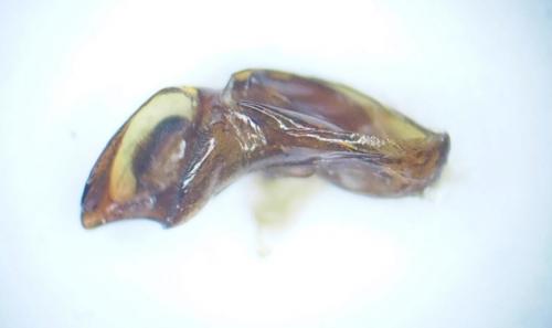 Tasgius ater