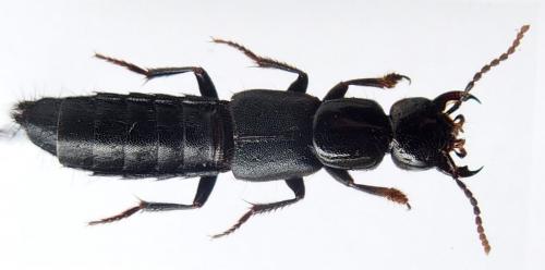 Réf. 168 782 : Tasgius ater