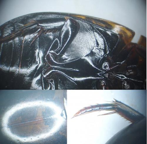 Agabus brunneus