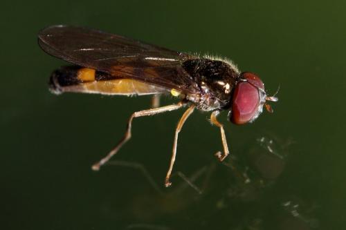 Réf. 168 413 : Melanostoma scalare