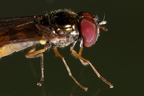 Réf. 168 416 : Melanostoma scalare