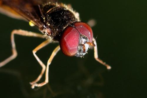 Réf. 168 415 : Melanostoma scalare