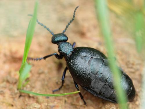 Meloe proscarabaeus