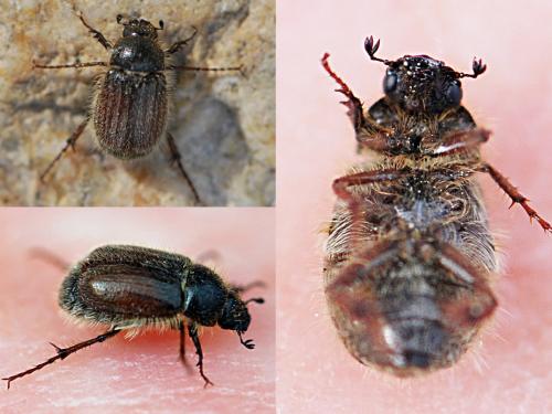 Hymenoplia chevrolati